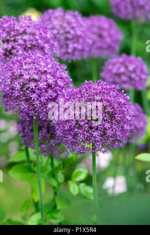 Allium 'Ambassador'. Ornamental onions Stock Photo