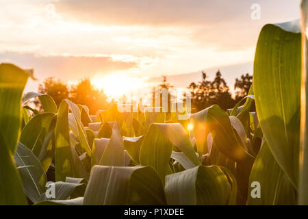 Sunset in the summer on a maize field Stock Photo