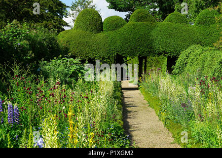 Box topiary at Kelmarsh Hall Stock Photo