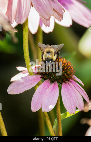 Carpenter Bee on Purple Coneflower. Stock Photo