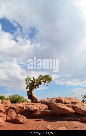 A lone Juniper Tree survives in the rocks in the Canyonlands National Park, Utah, USA. Stock Photo