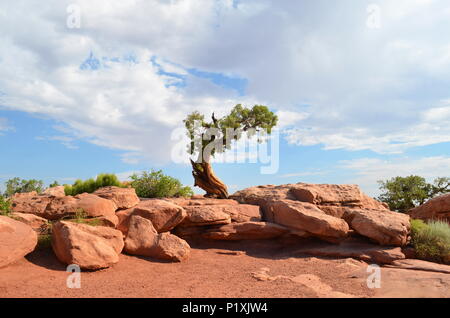 A lone Juniper Tree survives in the rocks in the Canyonlands National Park, Utah, USA. Stock Photo