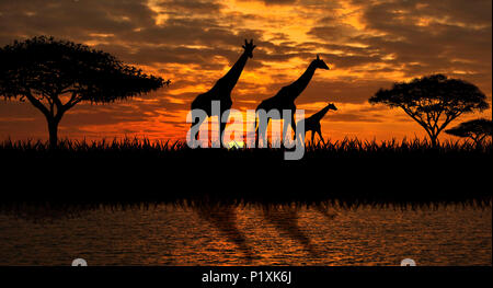 Silhouettes of giraffes  on a sunset background. Giraffes against the backdrop of the sunset and the river. Stock Photo