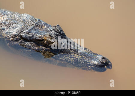 Yacare Caimans inhabit Central and South America. They are relatively small sized crocodilians, however still reach lengths of 2 - 3 m.  In Pantanal a Stock Photo