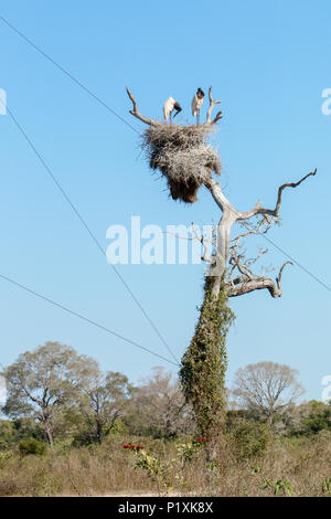 Mating pair of Jabirus in their nest in a tall tree in the Pantanal area of Brazil.  The wires are to hold a nearby viewing station stable. Stock Photo