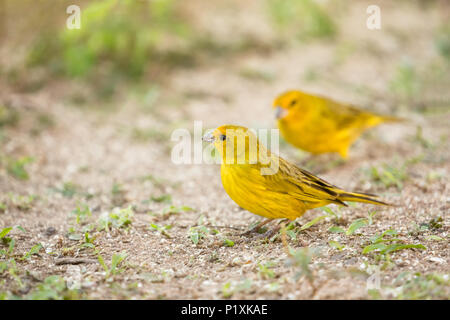 Pantanal region of Brazil. Saffron Finches feeding on scattered seed. Stock Photo