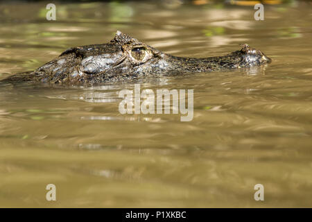 Spectacled Caimans inhabit Central and South America. They are relatively small sized crocodilians, with an average maximum weight of 6 to 40 kg (13 t Stock Photo