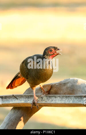 Pantanal region, Matto Grosso, Brazil, South America. Chaco Chachalaca at a birdfeeder in a tree. Stock Photo