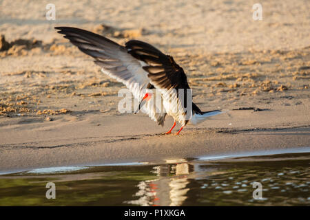 Pantanal region, Mato Grosso, Brazil, South America.  Male Black Skimmer who just landed on the beach along a river. Stock Photo