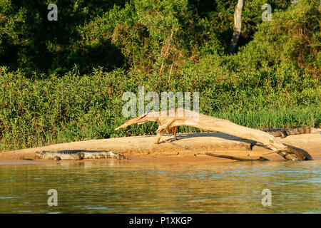 Pantanal region, Mato Grosso, Brazil, South America.  Caiman sunning on the riverbank of the Cuiaba river, with an interesting looking piece of driftw Stock Photo
