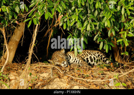 Pantanal region, Mato Grosso, Brazil, South America.  Forest and moon seen in early morning Jaguar resting on a riverbank in the mid-day heat. Stock Photo