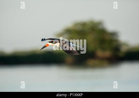 Pantanal region, Mato Grosso, Brazil, South America.  Male Black Skimmer flying over water looking for food. Stock Photo