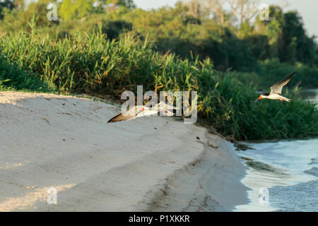 Pantanal region, Mato Grosso, Brazil, South America.  Two male Black Skimmers flying along a riverbank looking for food. Stock Photo