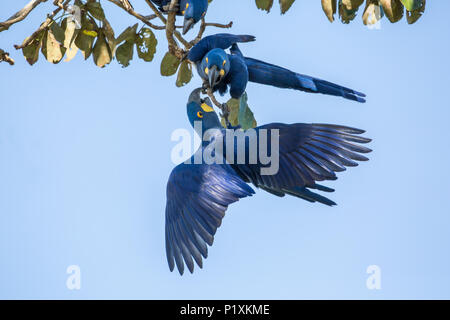 Pantanal region, Mato Grosso, Brazil, South America.  Pair of Hyacinth Macaws mated for life, showing affection. Stock Photo