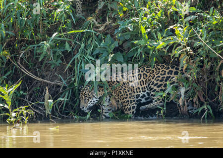 Pantanal region, Matto Grosso, Brazil, South America.  Female jaguar about to go for a swim in the Cuiaba river. Stock Photo