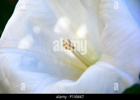 Datura inoxia flower Stock Photo