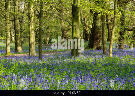 Dappled sunlight, windy path, beautiful colourful blue carpet of flowering bluebells & trees - Middleton Woods, Ilkley, West Yorkshire, England, UK. Stock Photo