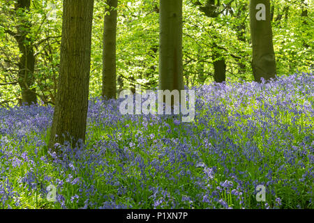 Flowering bluebells create beautiful colourful blue carpet under sunlit trees in springtime - Middleton Woods, Ilkley, West Yorkshire, England, UK. Stock Photo