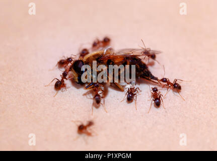 ants carry bee ,strong ant. Blur background Stock Photo