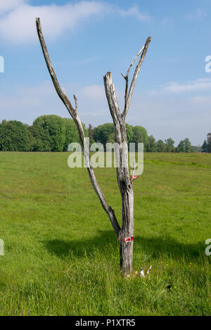 Danger Tree in from of the German trenches in Newfound Memorial Park Stock Photo