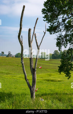 Danger Tree in from of the German trenches in Newfound Memorial Park Stock Photo