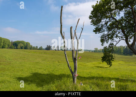 Danger Tree in from of the German trenches in Newfound Memorial Park Stock Photo