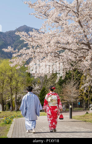 Japanese couple in traditional clothes stroll under flowering trees, Kawaguchi, Japan
