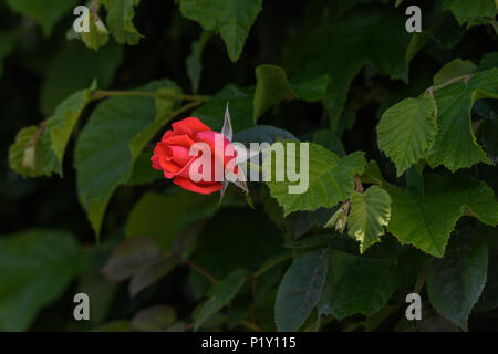 Single scarlet half opened rose bud projecting from the leaves of a dark green hedge Stock Photo