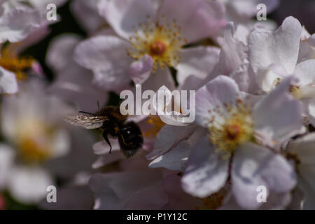 White tailed bumblebee flying over wild rose blossoms Stock Photo