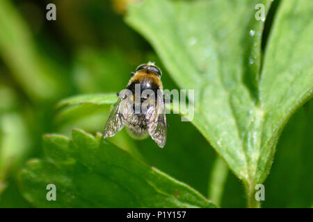 Hoverfly of the  Eristalis family resting in the sun on the leaf of a meadow Cranesbill flower Stock Photo