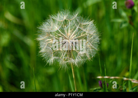 Goats beard "clock" seedhead fully open waiting for the wind Stock Photo