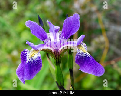 Flower and bud of the tall, upright water iris, Iris x robusta 'Dark Aura', an I.versicolor x virginica hybrid. Stock Photo