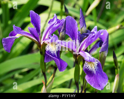 Flower and bud of the tall, upright water iris, Iris x robusta 'Dark Aura', an I.versicolor x virginica hybrid. Stock Photo