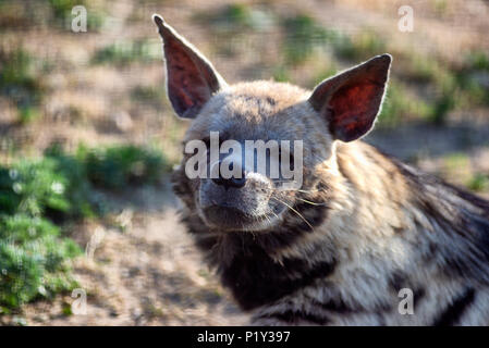 Tired hyena looks into the camera. Photo portrait of a wild animal. Stock Photo