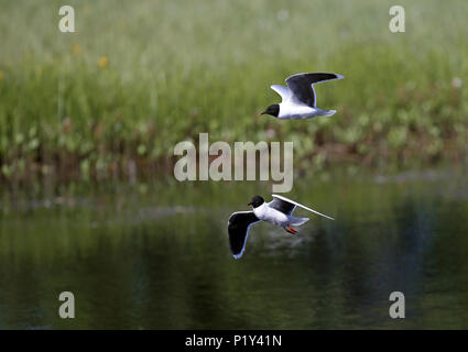 Little gull (Hydrocoloeus minutus) catching insects in flight Stock Photo