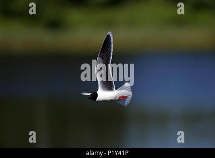 Little gull (Hydrocoloeus minutus) catching insects in flight Stock Photo