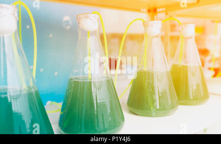 Laboratory Glassware algae research process in laboratory room, Science graphic filter image Stock Photo