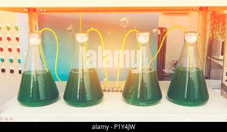 Laboratory Glassware algae research process in laboratory room, Science graphic filter image Stock Photo