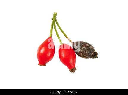 twig of rose hips on white background Stock Photo