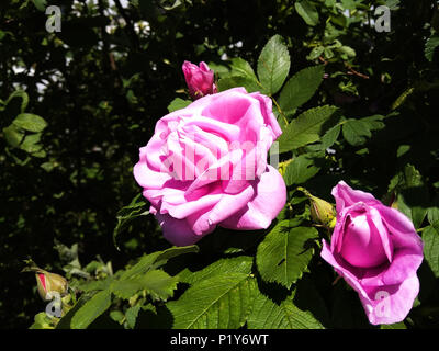 two bright red wild roses in the garden on sunny summer day closeup Stock Photo