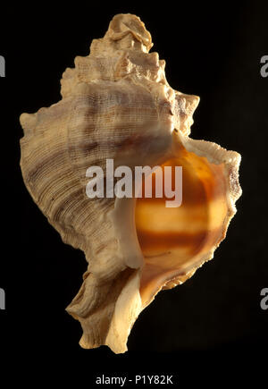 Seashell of Hexaplex trunculus. Malacology collection. Spain. Europe Stock Photo