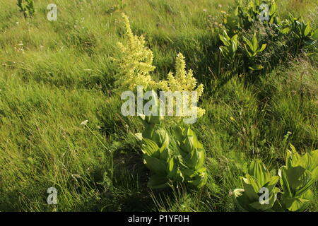 false helleborine plants (Veratrum album - lobelianum) on the Maglich mountain in Montenegro Stock Photo