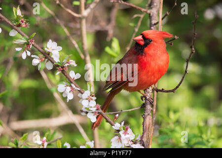 A Northern Cardinal poses among the cherry blossoms at Toronto's popular Ashbridges Bay Park. Stock Photo