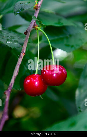 Pair of ripening red sour cherries on a twig, with rainy, green  leaves background, close-up view. Stock Photo