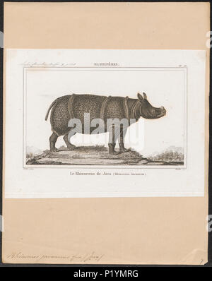 Javan rhinoceros (Rhinoceros sondaicus) specimen at Zoology Museum in ...