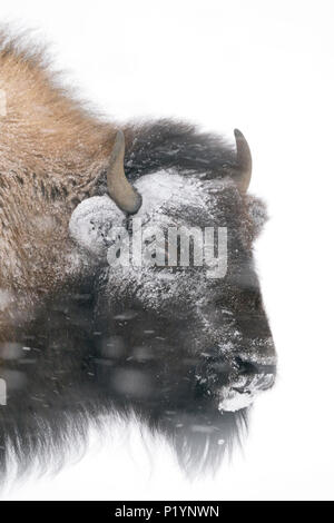 American Bison / Amerikanischer Bison ( Bison bison ) in winter, headshot, covered, crusted with ice and snow, during a blizzard, strong wind, heavy s Stock Photo