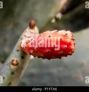 Prickly pear cactus (Opuntia, ficus-indica, Indian fig opuntia). single red fruit at the plant. Stock Photo