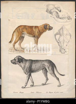 . Canis lupus familiaris. A print of a dog, and a canine skull with prognathism (undershot bite). Image text: Grosse Dogge. Canis Molossus. Le Dogue de fort race. between 1700 and 1880 49 Canis lupus familiaris - 1700-1880 - Print - Iconographia Zoologica - Special Collections University of Amsterdam - UBA01 IZ22300192 Stock Photo