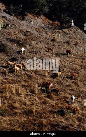 near Frigiliana: shepherd and goats at the mountains; La Axarquía Region (Costa del Sol). Stock Photo