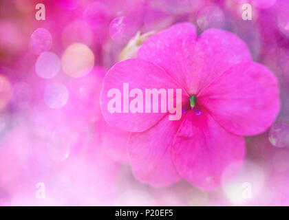 Colourful  glitter bokeh and blur soft focus of pink impatiens flowers with an abstract background. Stock Photo